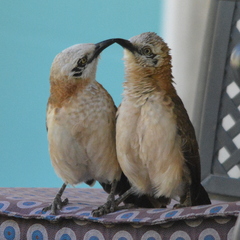 Turdoides gymnogenys