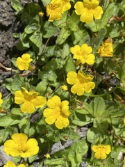 Erythranthe primuloides
