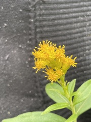 Solidago multiradiata