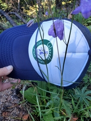 Campanula rotundifolia