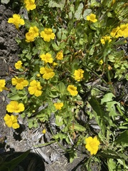 Erythranthe primuloides