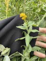 Solidago multiradiata
