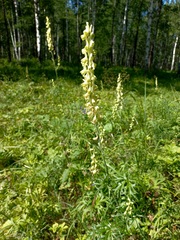Aconitum barbatum