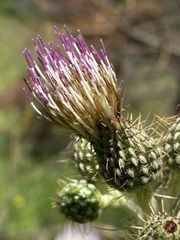 Cirsium douglasii