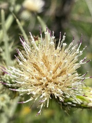 Cirsium douglasii