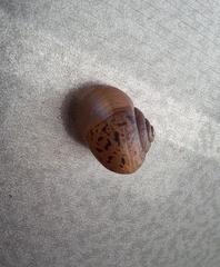 Acusta