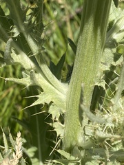 Cirsium douglasii
