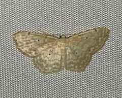 Scopula compensata