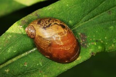 Novisuccinea ovalis