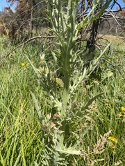 Cirsium douglasii