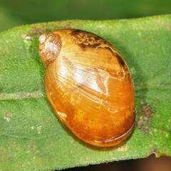 Novisuccinea ovalis