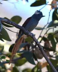 Terpsiphone viridis plumbeiceps