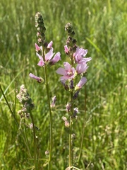 Sidalcea