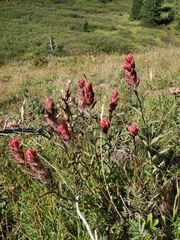 Castilleja