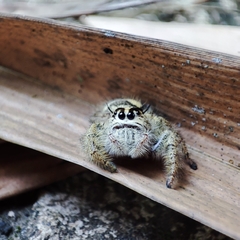 Hyllus diardi