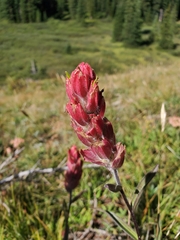 Castilleja