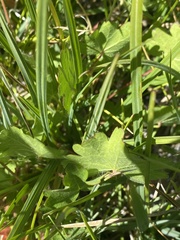 Sidalcea