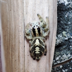 Hyllus diardi