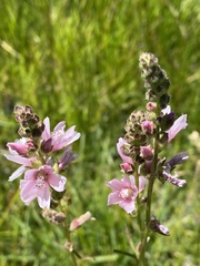 Sidalcea