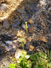 Cardamine cordifolia