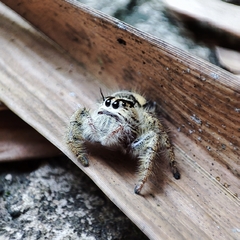 Hyllus diardi