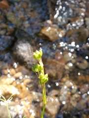 Cardamine cordifolia