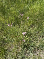 Sidalcea