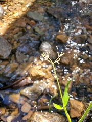 Cardamine cordifolia