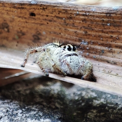 Hyllus diardi