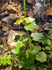 Cardamine cordifolia