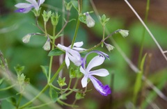 Trichostema arizonicum