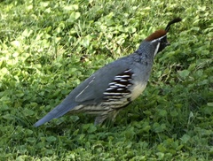 Callipepla gambelii