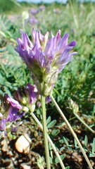 Astragalus laxmannii robustior