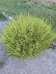Amaranthus albus