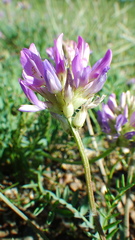Astragalus laxmannii robustior