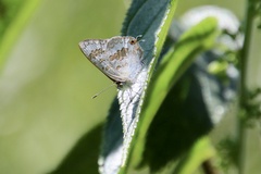 Catopyrops florinda