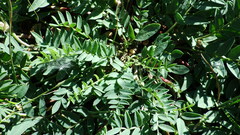 Astragalus laxmannii robustior