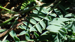Astragalus laxmannii robustior