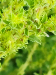 Amaranthus albus
