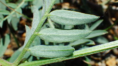 Astragalus laxmannii robustior