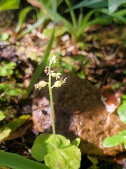 Neottia cordata
