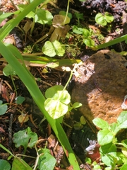 Neottia cordata