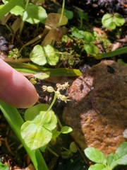 Neottia cordata
