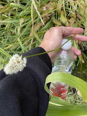 Bistorta bistortoides