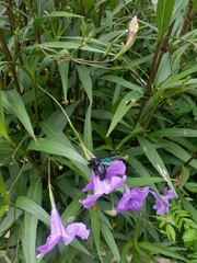 Xylocopa nasalis