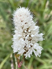 Bistorta bistortoides