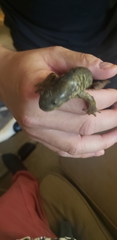 Ambystoma mavortium