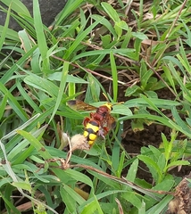 Scolia picteti