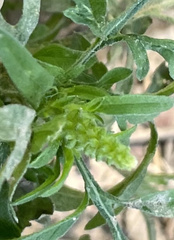 Ambrosia artemisiifolia