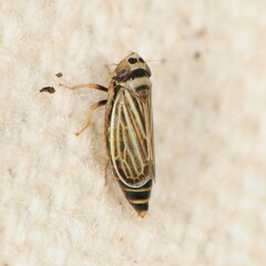 Amblysellus curtisii